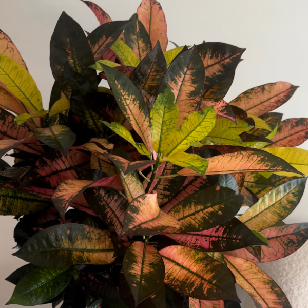 Codiaeum 'Croton' Iceton - H 120 cm - D 24 cm