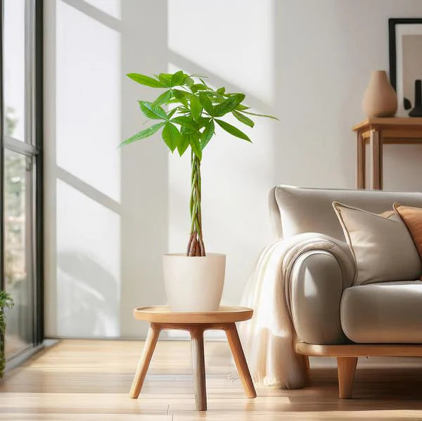 Pachira Aquatica (Geldboom) Incl. Pot - Grijs & Wit - H 80 cm - D 21 cm