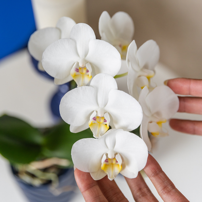 Witte Phalaenopsis Orchidee - Amabilis - Ø9cm