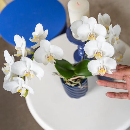 Witte Phalaenopsis Orchidee - Amabilis - Ø9cm