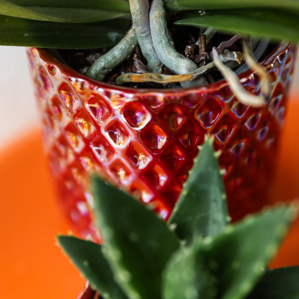 Noyamae | Diamond Pearl Red Pot - D 9 cm